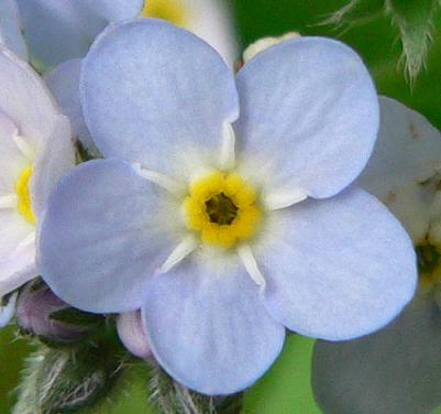 Blue forget-me-not. Magnus Manske