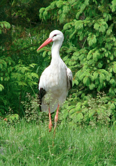 The white stork, the symbol of Lithuania, photo by Krzysztof Kin .