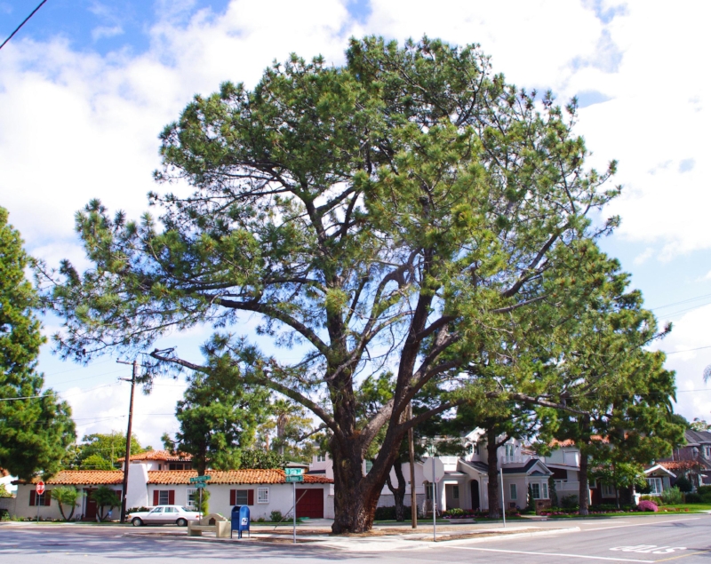 A heritage Torrey pine in San Diego Harbor's Coronado Island.