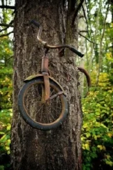 Tree bicycle.jpg