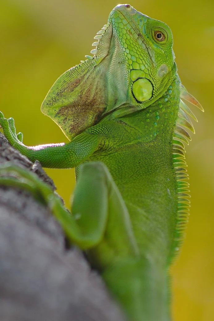 Green iguana in South Beach, Miami. | Source: Wikimedia Commons