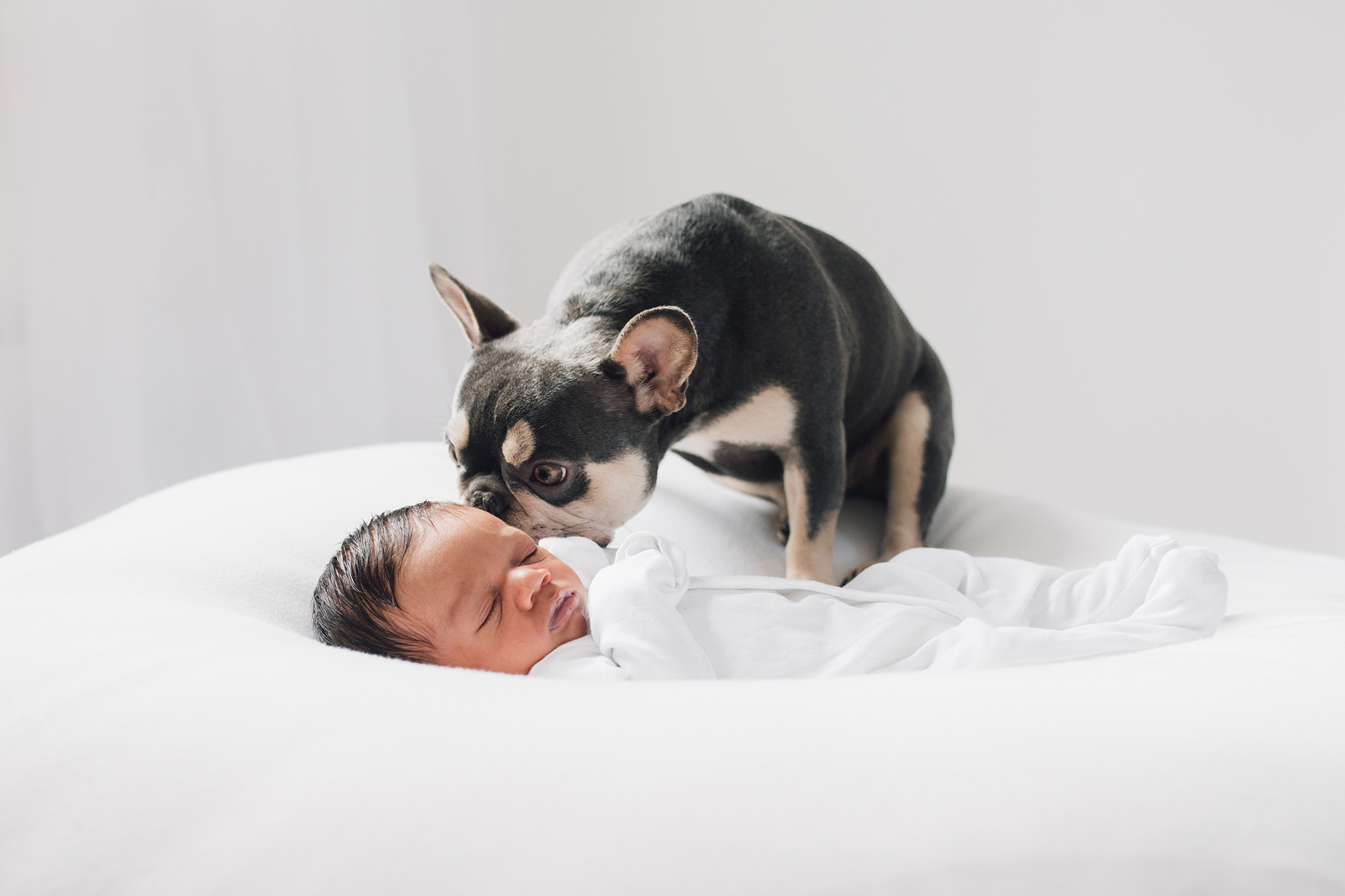 newborn-and-dog-photoshoot-nottingham.png