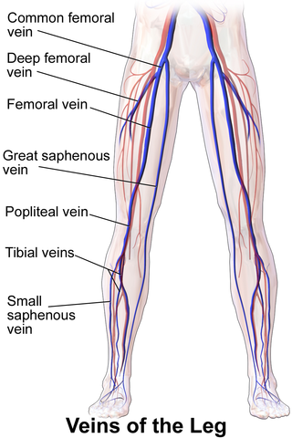 veins.png
