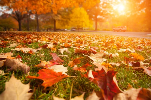 Here Comes the Fall.jpg