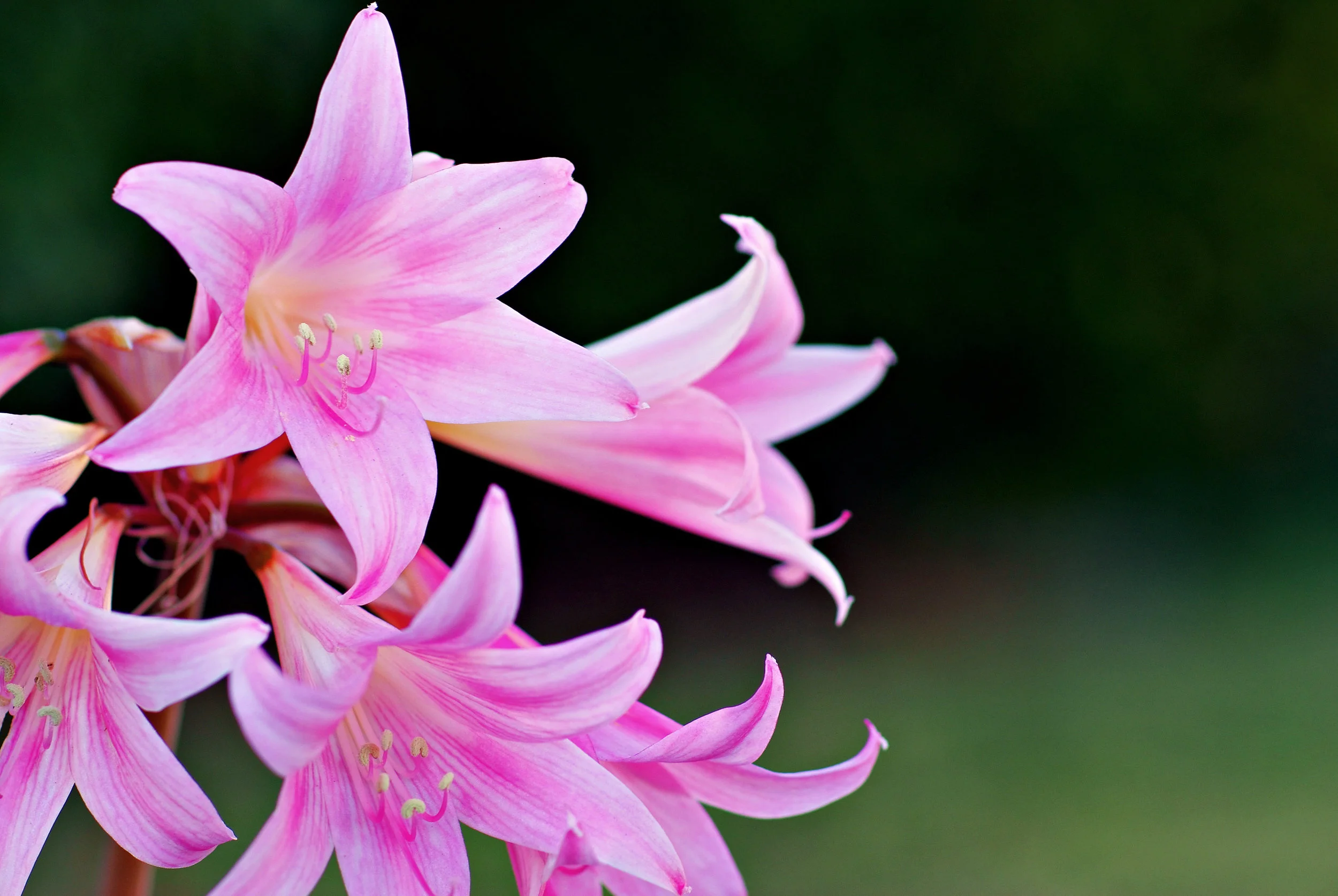 Amaryllis Belladonna.
