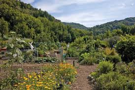  The beautiful Hidden Villa Organic Farm.