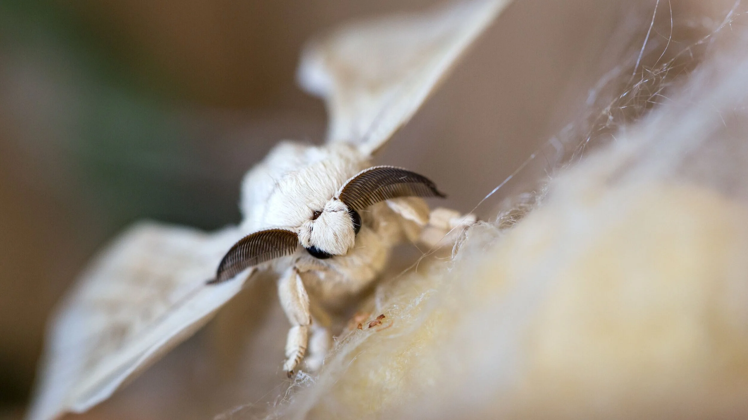 01. The silkworm moth is super cute, and totally domesticated. It can’t live without human help. Once it turns into a moth all it does is have sex and die - it doesn’t eat. https://www.youtube.com/watch?v=nt-DkhVLqp8