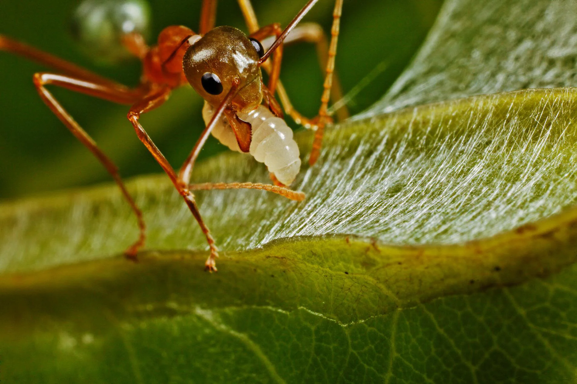 04: Weaver ants use their larvae as glue guns, pointing them at the leaf walls of their homes and squeezing them. This releases silk that glues the leaves together: https://youtu.be/G_dv_dNJf3U