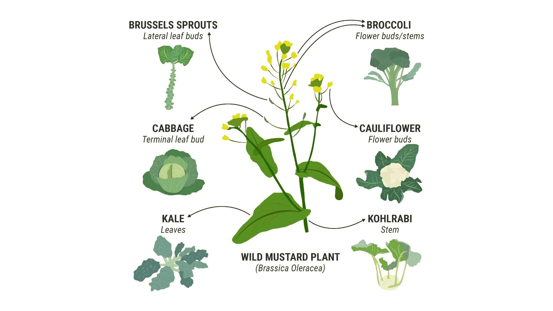 05: Kale, cauliflower, cabbage, brussels sprouts, broccoli, and about dozen other things we eat all derive from the same plant, called Brassica oleracea, because millions of years ago this plant had an ancestor that tripled it’s genome, making genetic variation a lot greater in this family of plants https://youtu.be/JcVJDz1-8Lc
