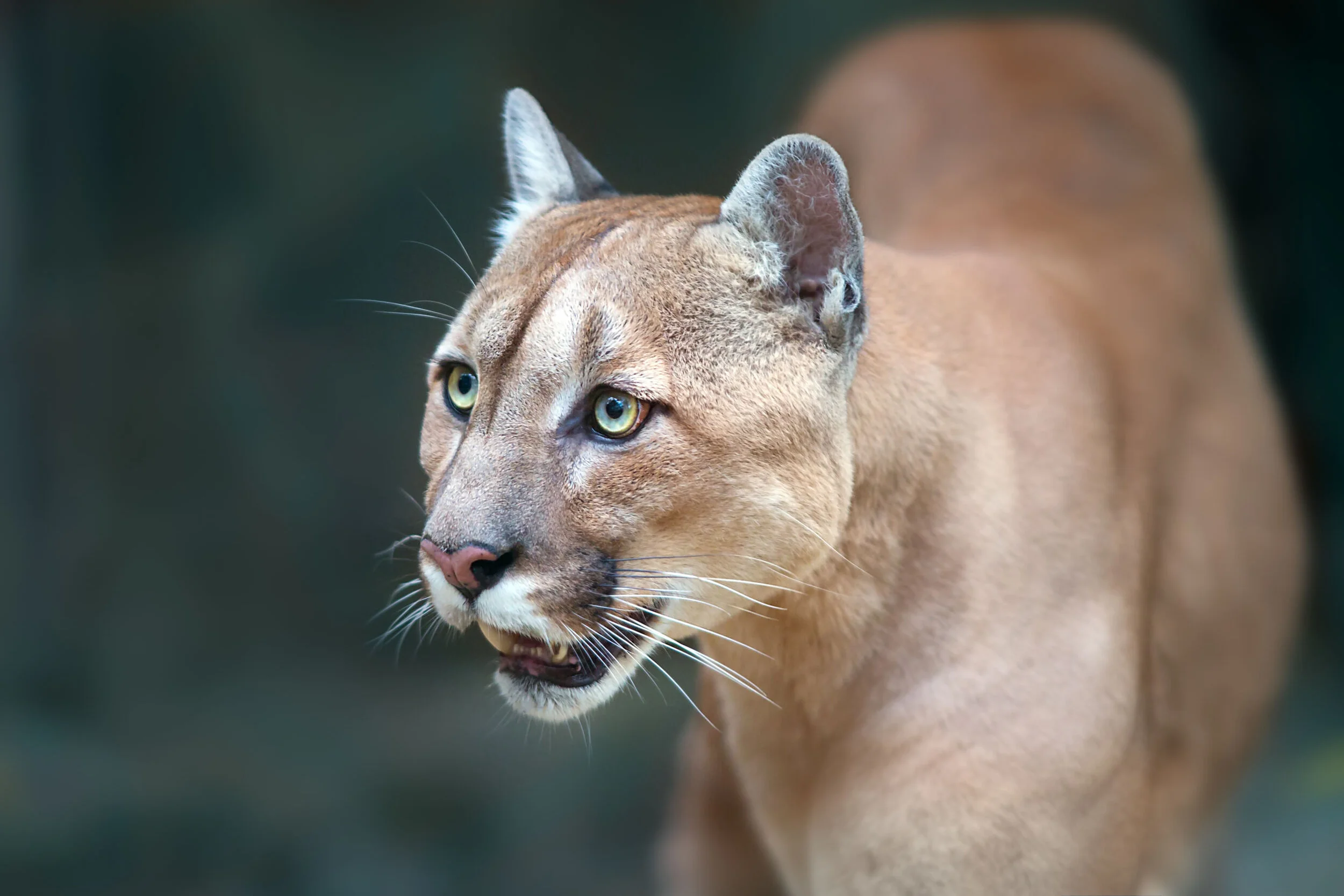 11: Cougars are the biggest cats who purr and meow. https://youtu.be/BXhfZRE08ko