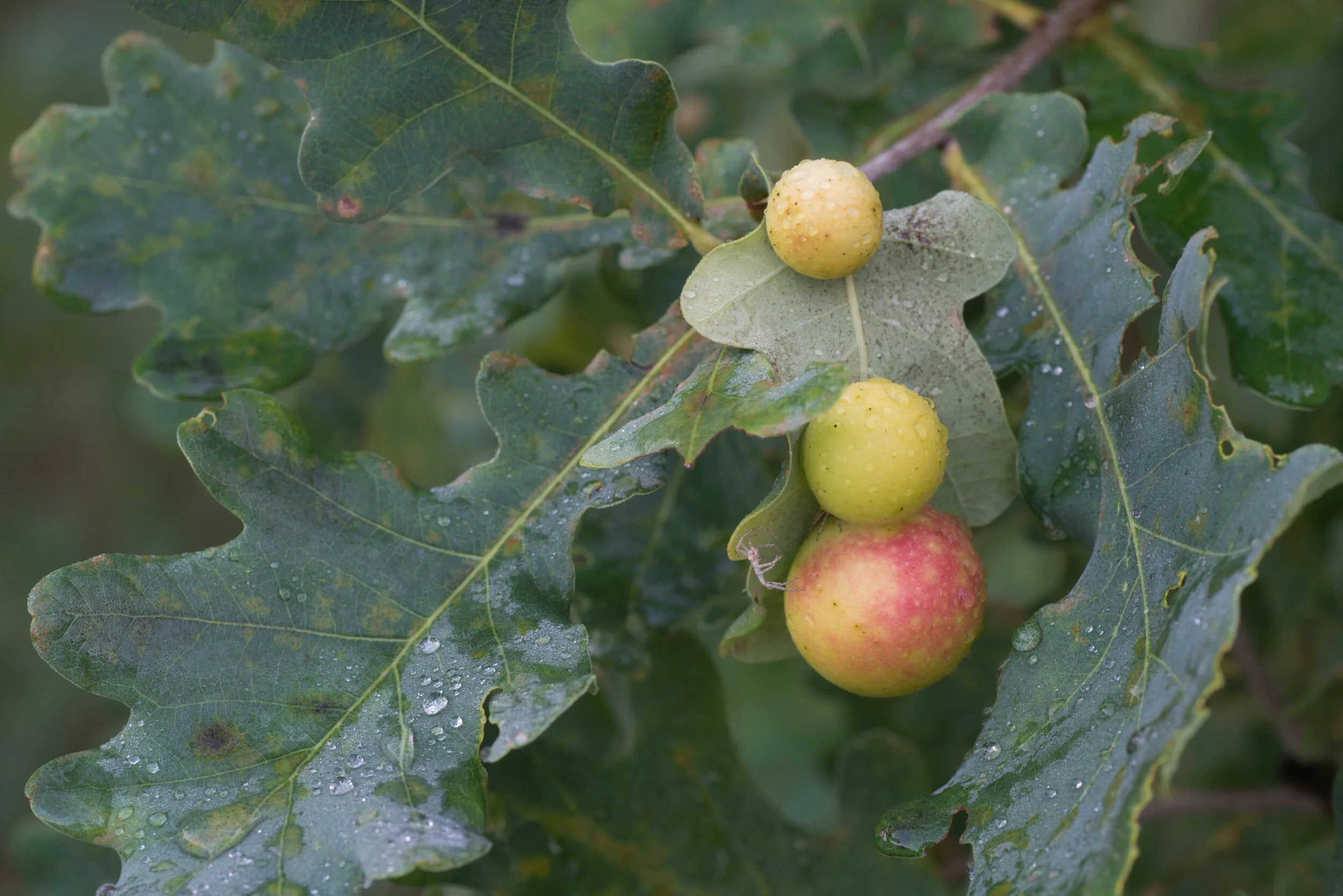 17: Parasitic wasps inject their eggs under oak tree cells in leaves and bark, The eggs release chemicals that tell the tree how to build a custom gall to protect the egg. https://youtu.be/lOgP5NzcTuA