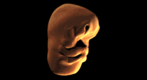 41: This is how your face develops in the womb: https://www.youtube.com/watch?v=wFY_KPFS3LA