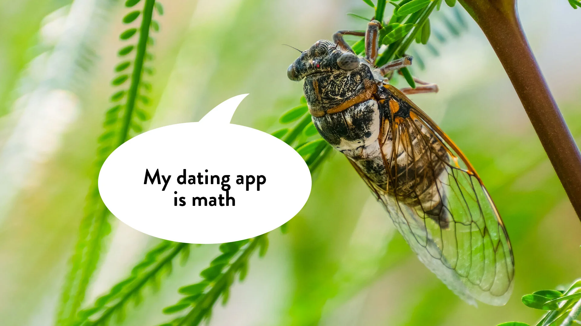 44: Cicadas use prime numbers as an evolutionary strategy: https://www.youtube.com/watch?v=tjLiWy2nT7U
