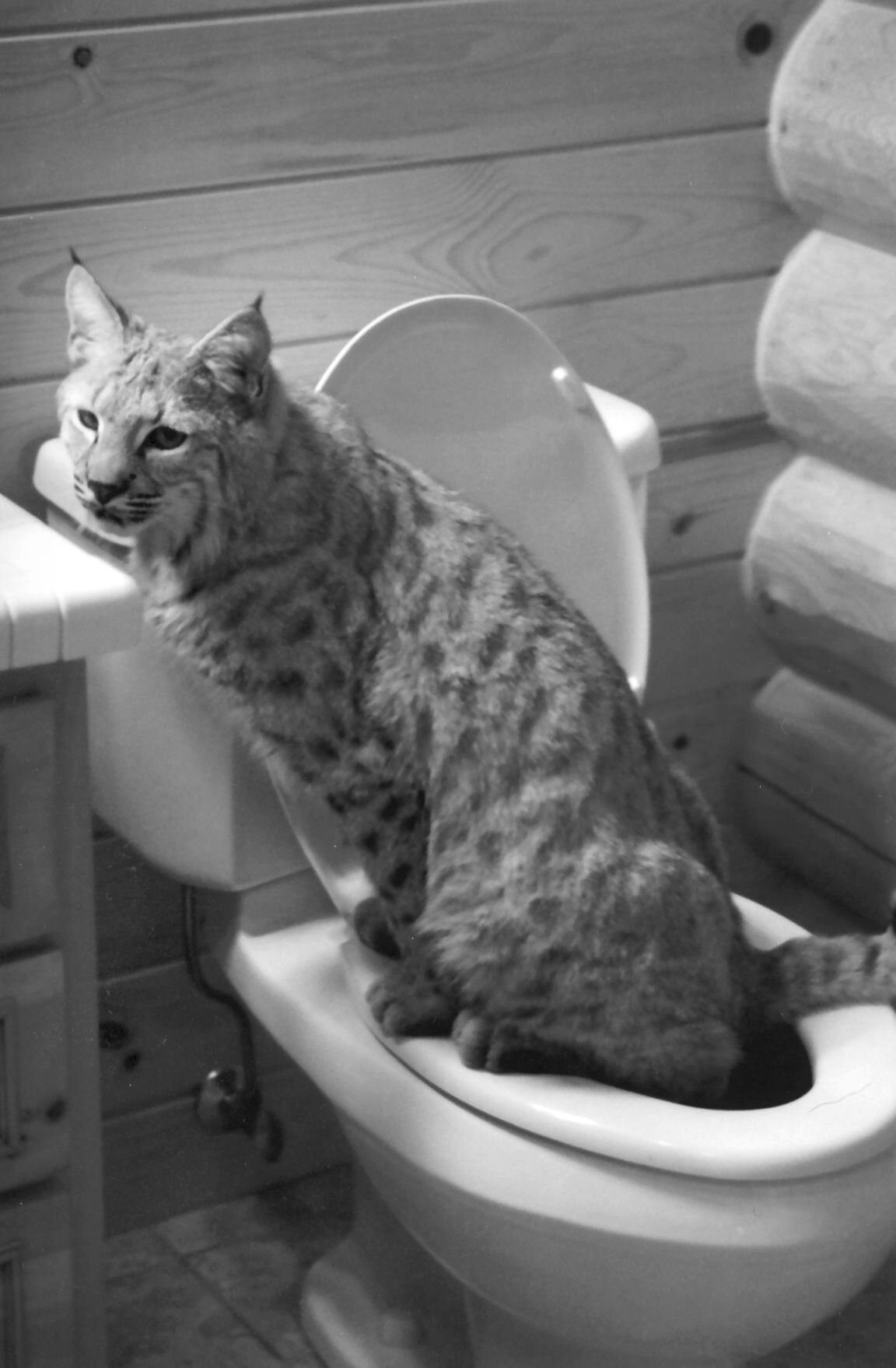 56: Pet bobcats pee in the toilet or sink without training because they prefer to pee in running water in the wild.: https://www.youtube.com/watch?v=gOgZDUFvk4Y