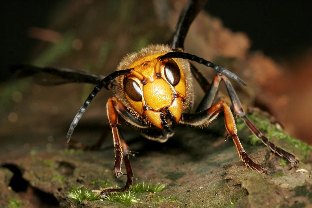 57: The Japanese giant hornet’s venom is so powerful that it can actually dissolve human flesh: https://www.youtube.com/watch?v=i7VMcMJBjD4