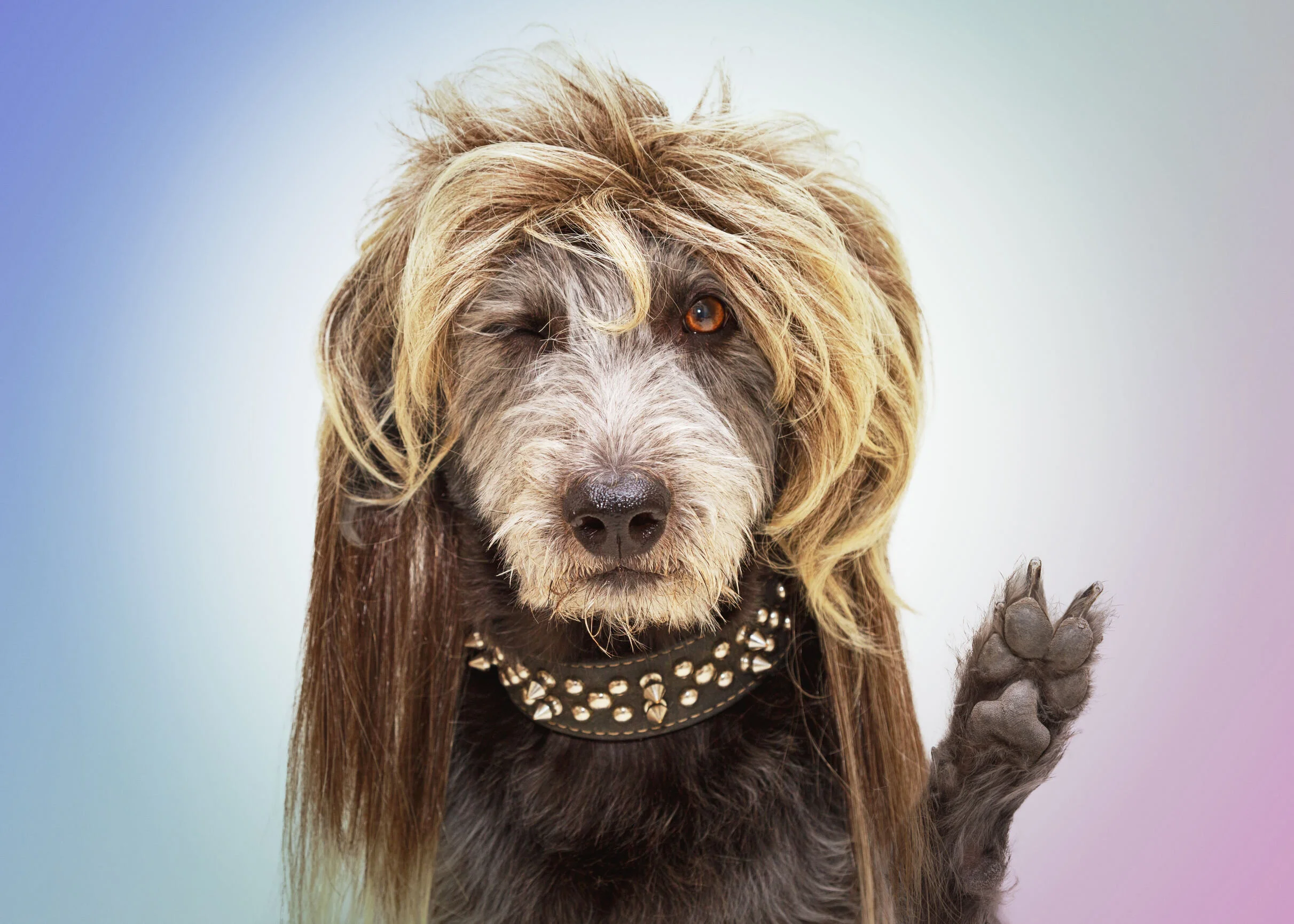 81: Spiked dog collars were invented by the Greeks to protect dogs from having their throats bitten by wolves. https://www.youtube.com/watch?v=LkmwSZ4K7d0