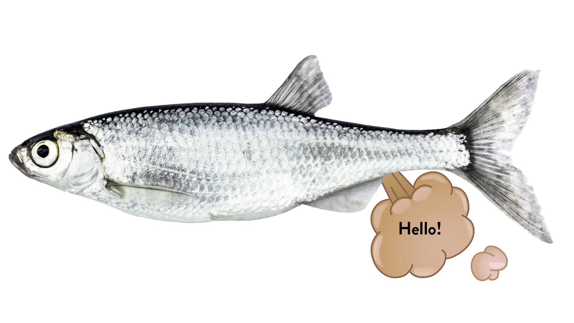 87: Some types of herring fish communicate by farting. https://www.youtube.com/watch?v=OcwCYIfm6eA