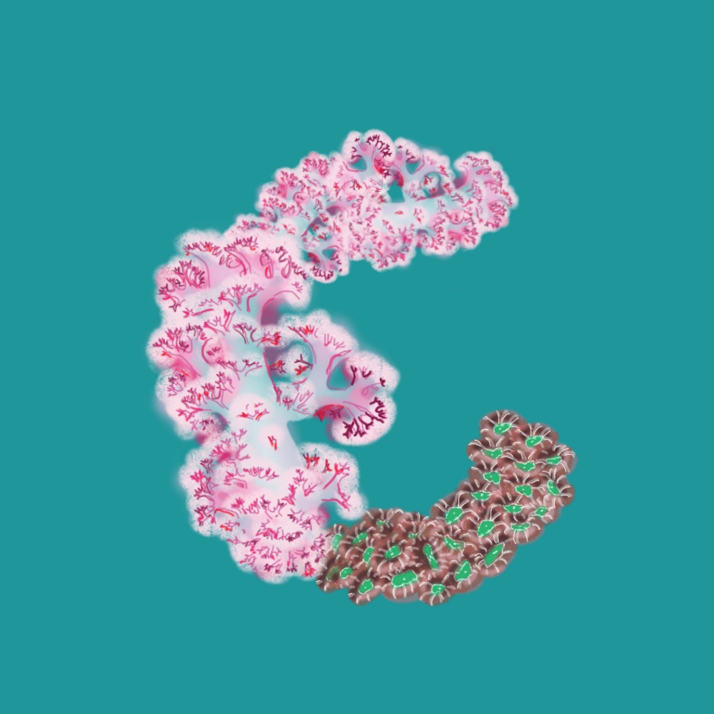 🌸 C for Carnation Tree Coral & Candy Cane Coral 🎪