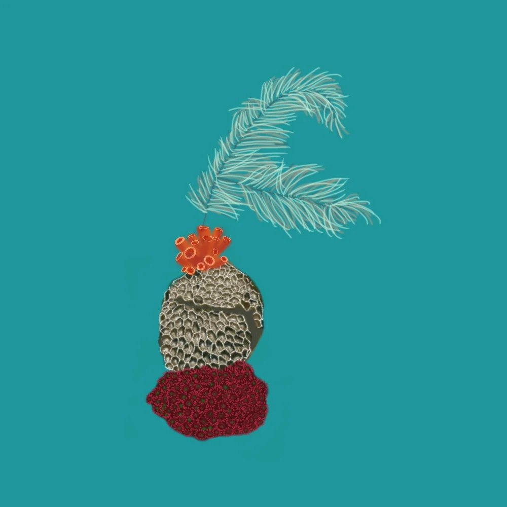 πΊ F for Flower Pot Coral, False Pillow Coral, Faulknerβs Coral & Forked Sea Feather Coral π