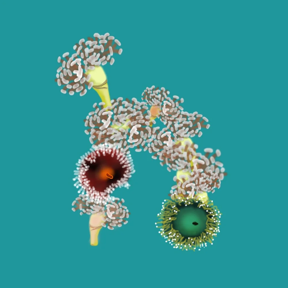 π¨H for Hammerhead Coral & Hoplites Corallimorph π
