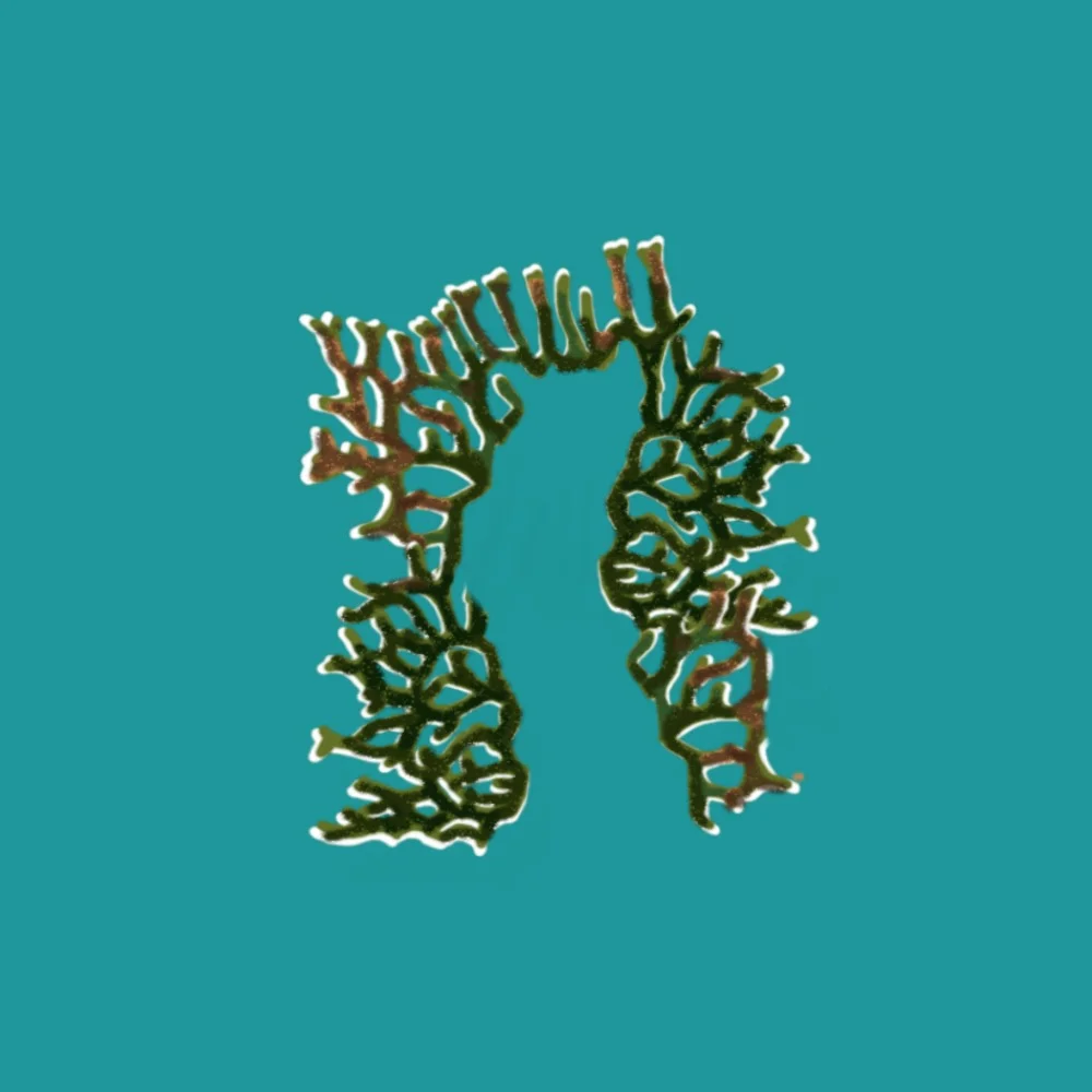 π₯
N for Net Fire Coral π₯