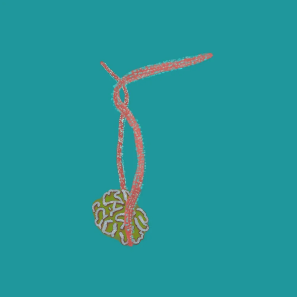 β³οΈ R for Red Finger Gorgonian Coral & Radiant Coral π©βπ¦±