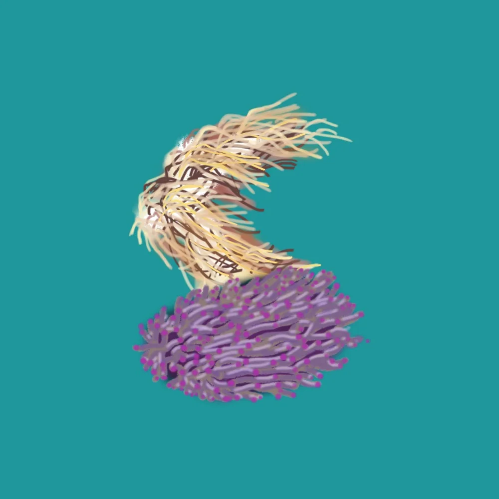 πS for Spaghetti Leather Coral & Sunflower Mushroom Hard Coral π»