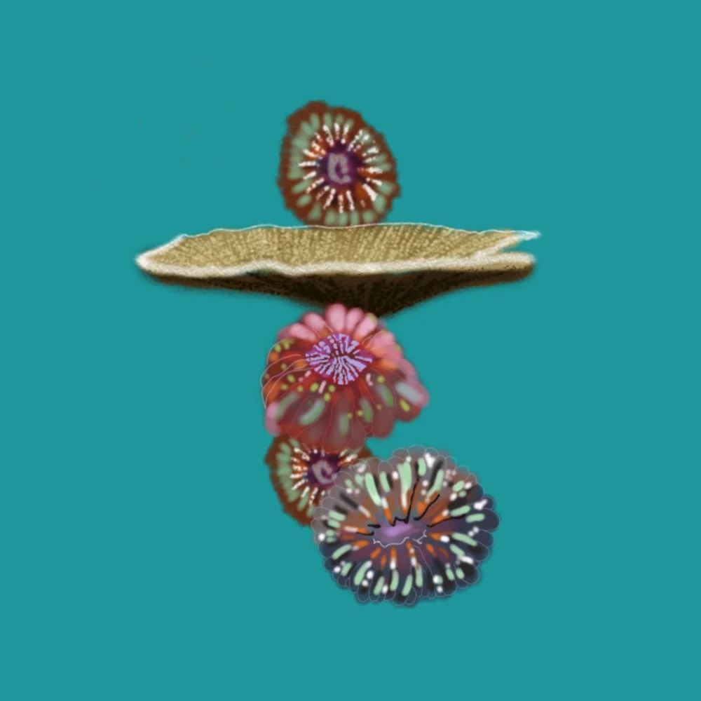βT for Table Coral & Teary Eyed Coral ππ¦
