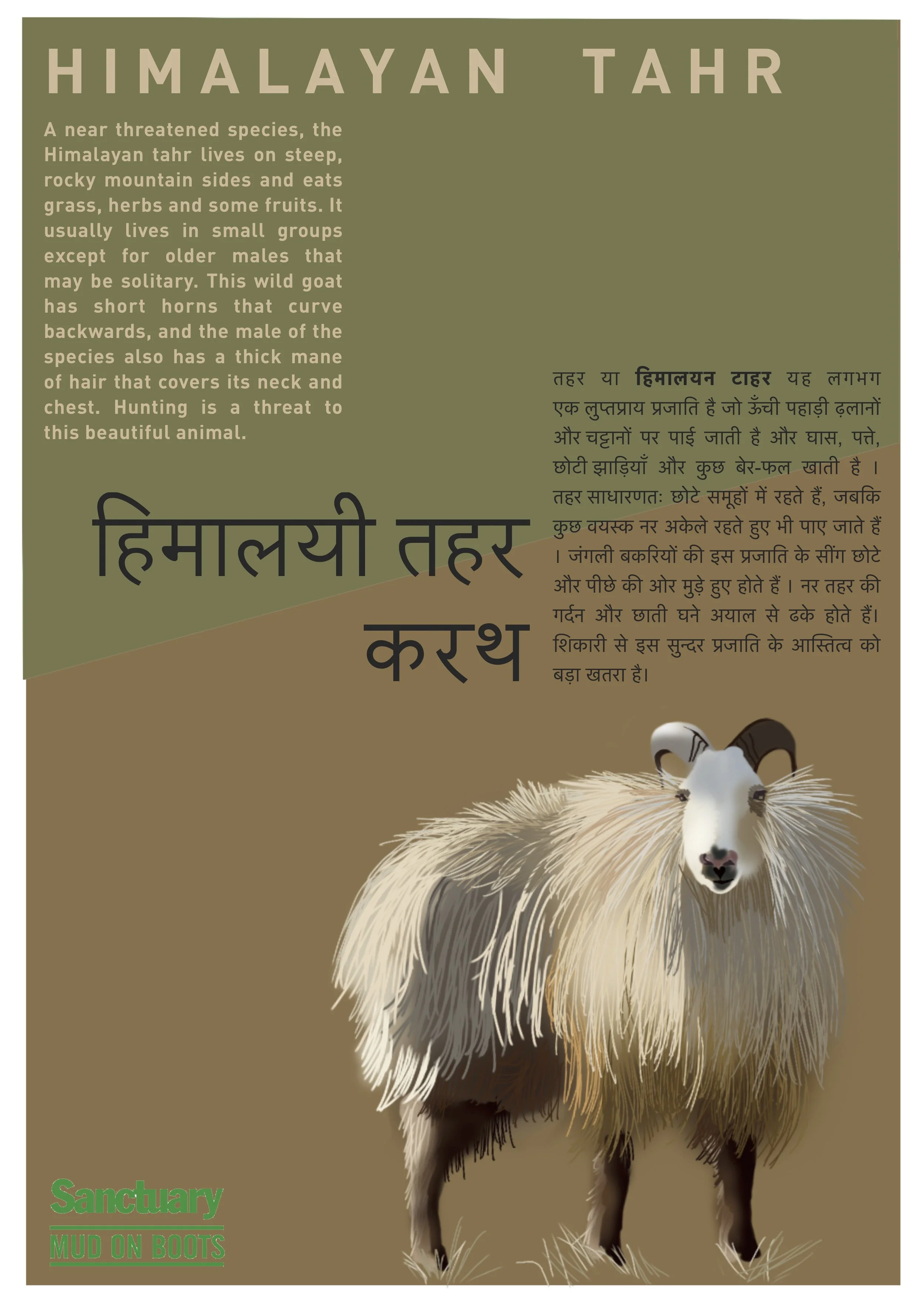 himalayan tahr.jpg
