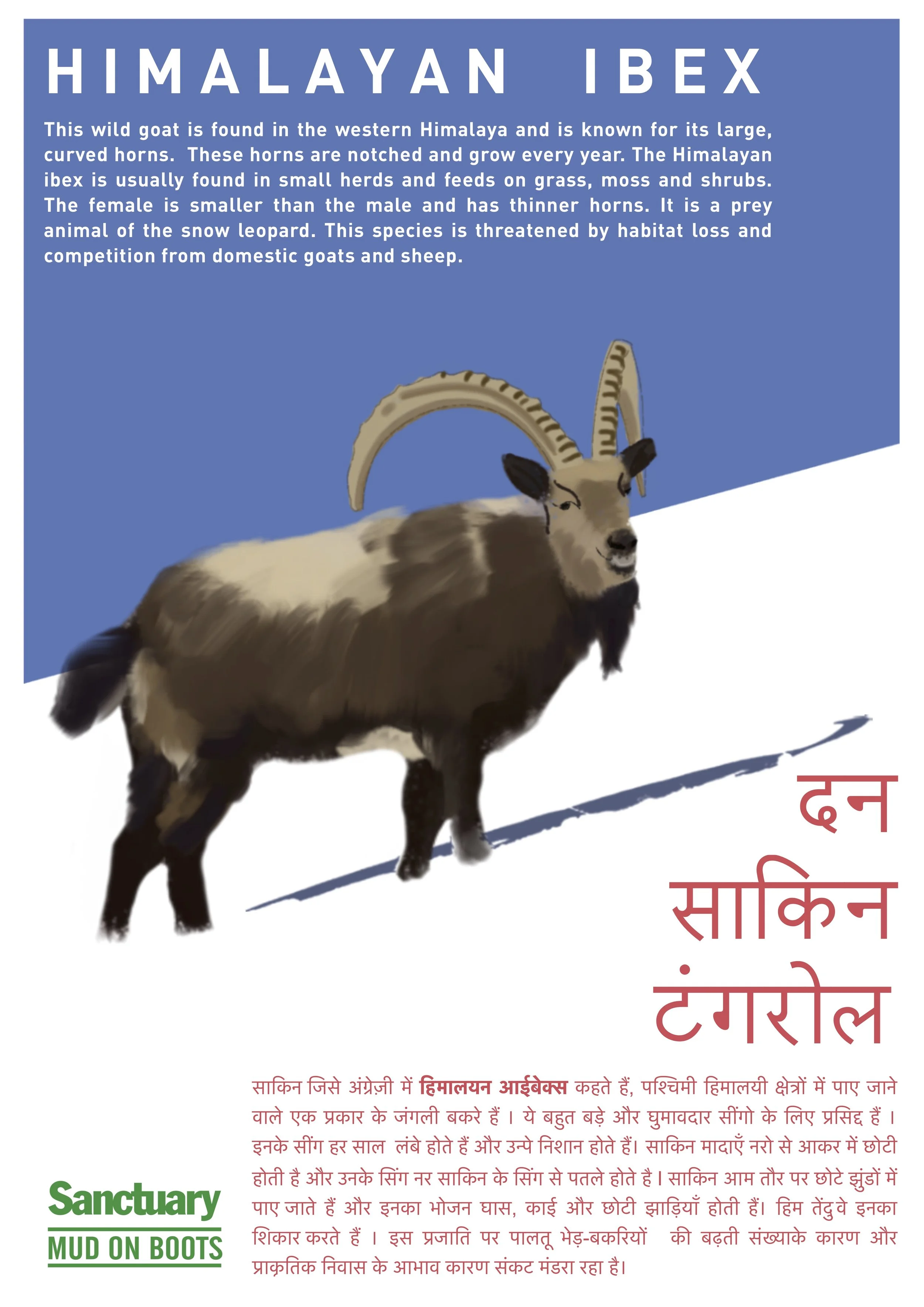 himalayan ibex.jpg