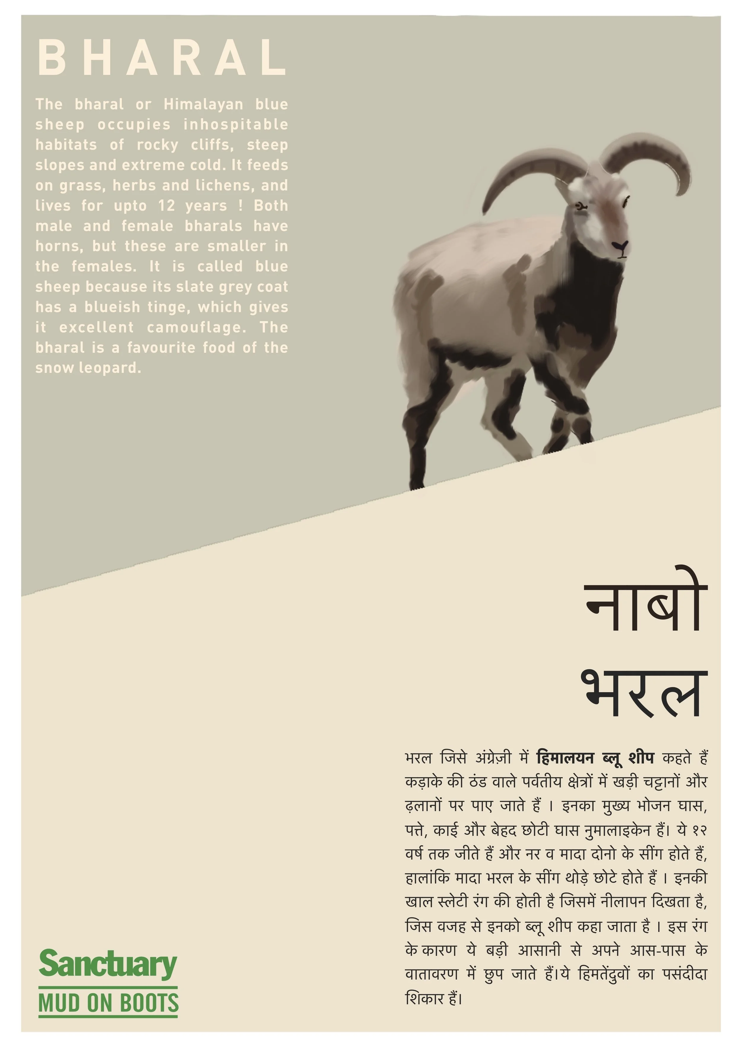 bharal.jpg