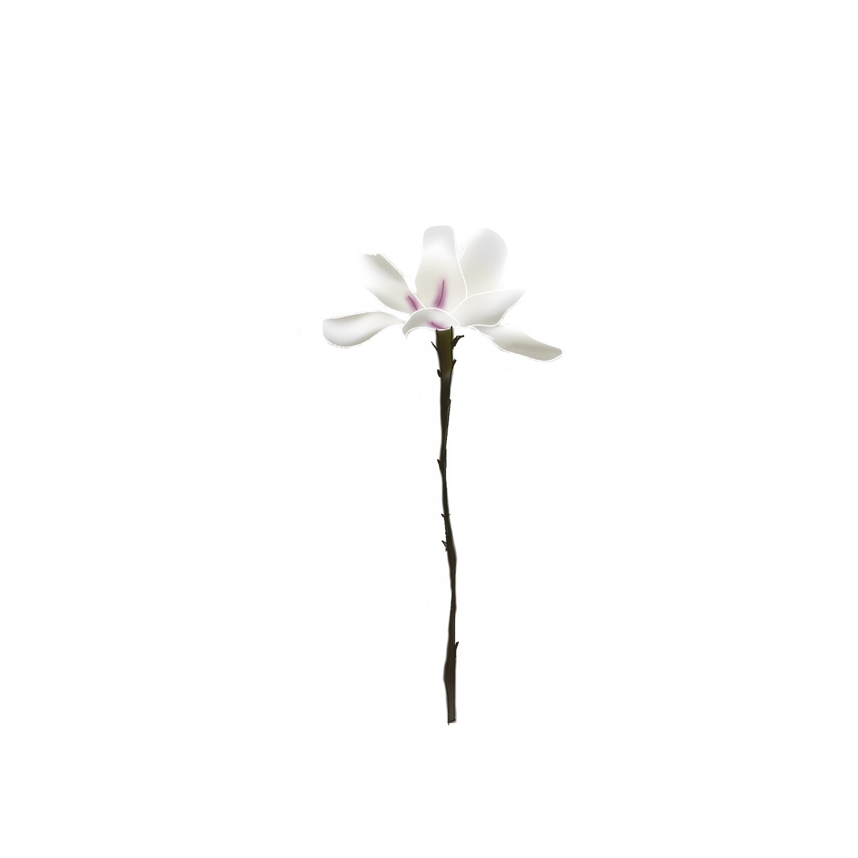magnolia.jpeg