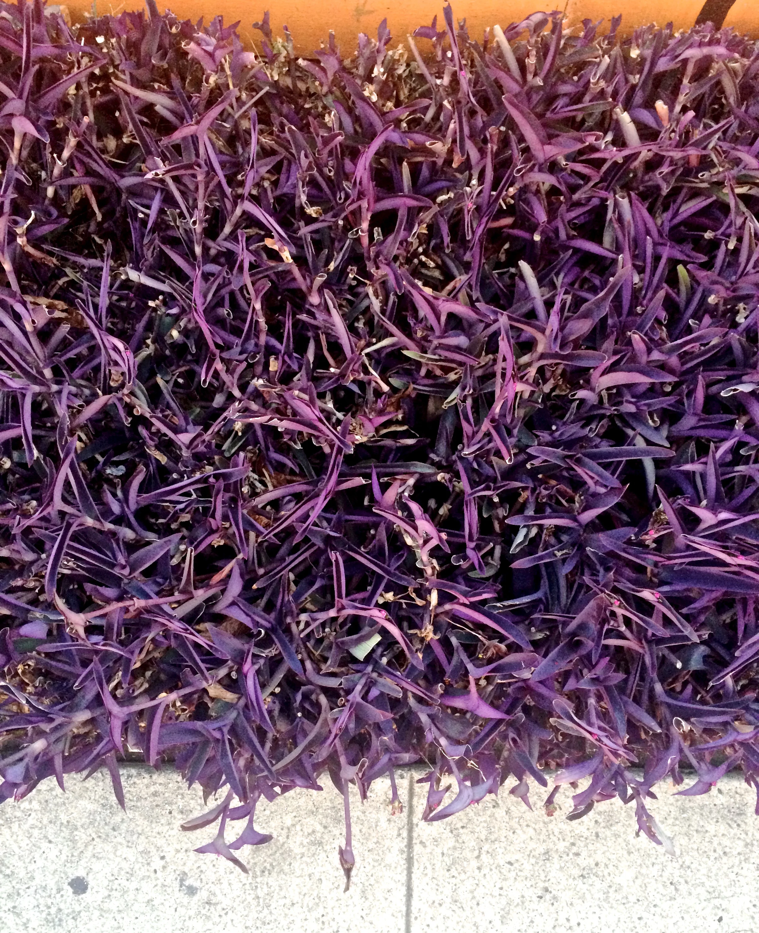 purple-plants.jpg