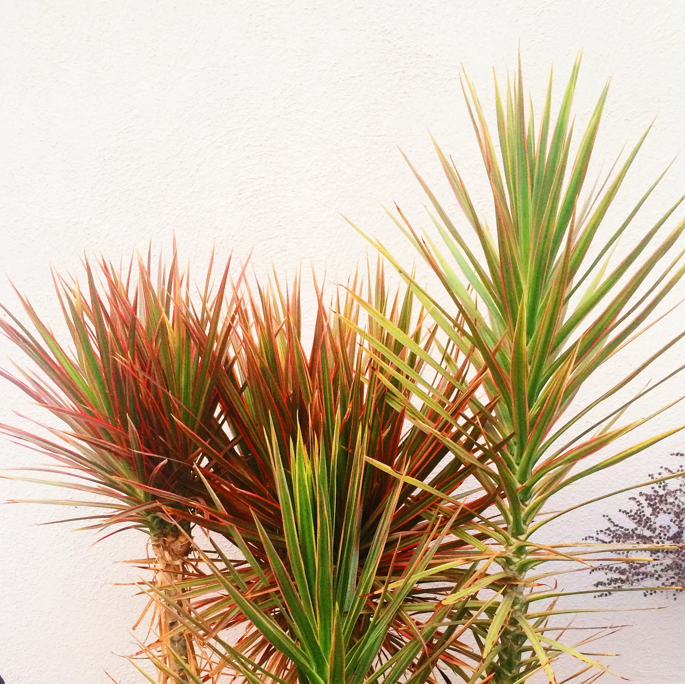 succulents.jpg