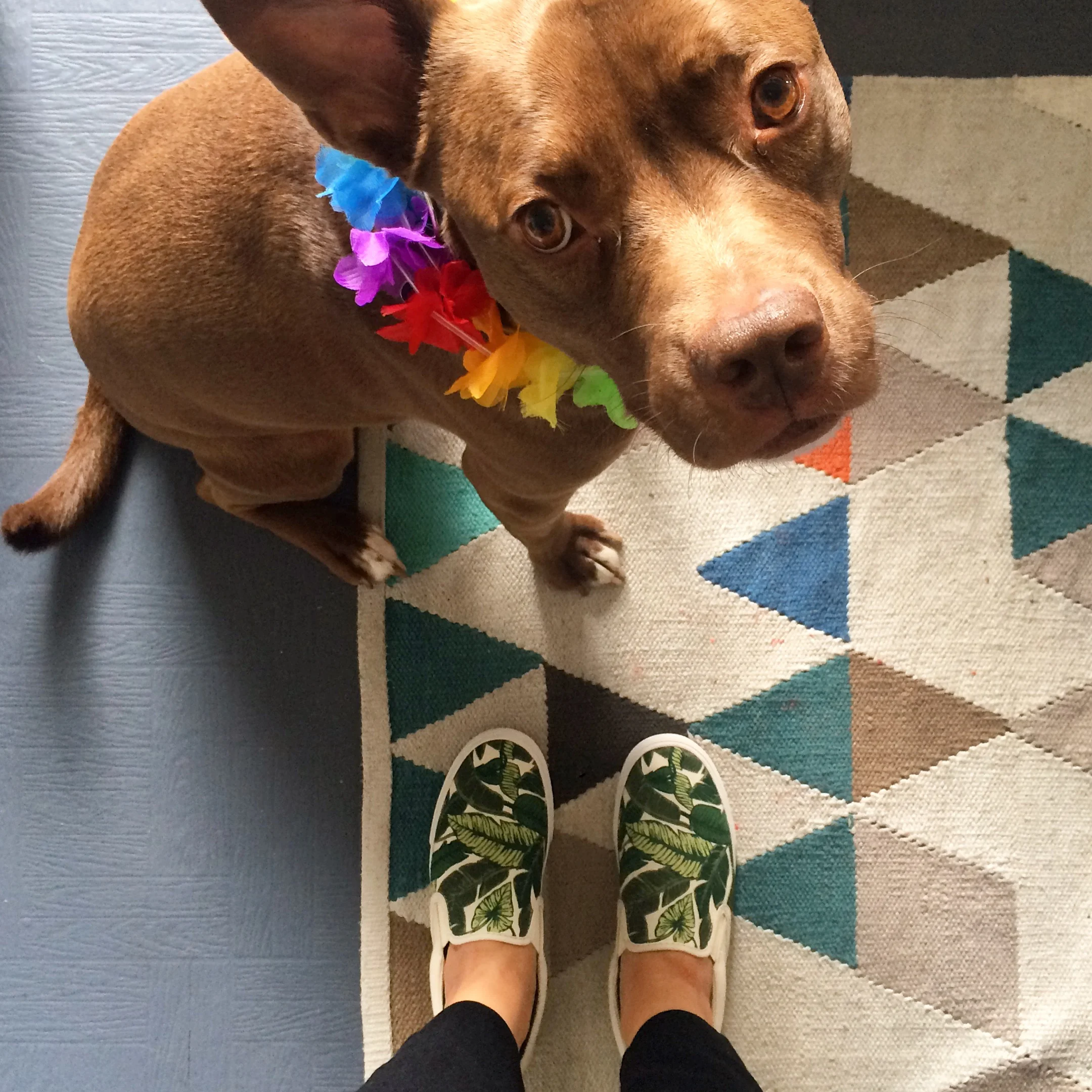 bucket-feet-gatsby-lei.jpg