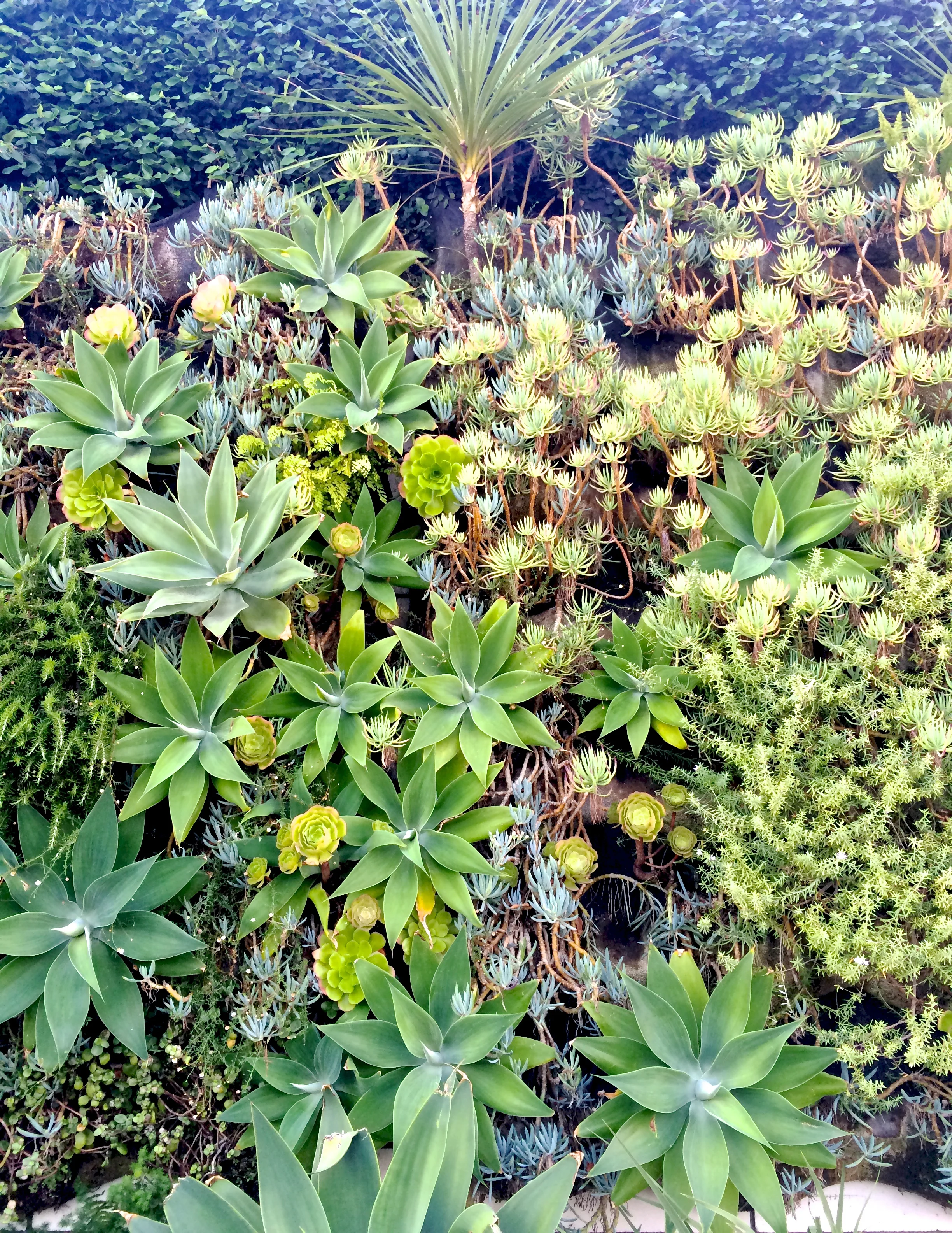 smogshoppe-succulent-wall.jpg