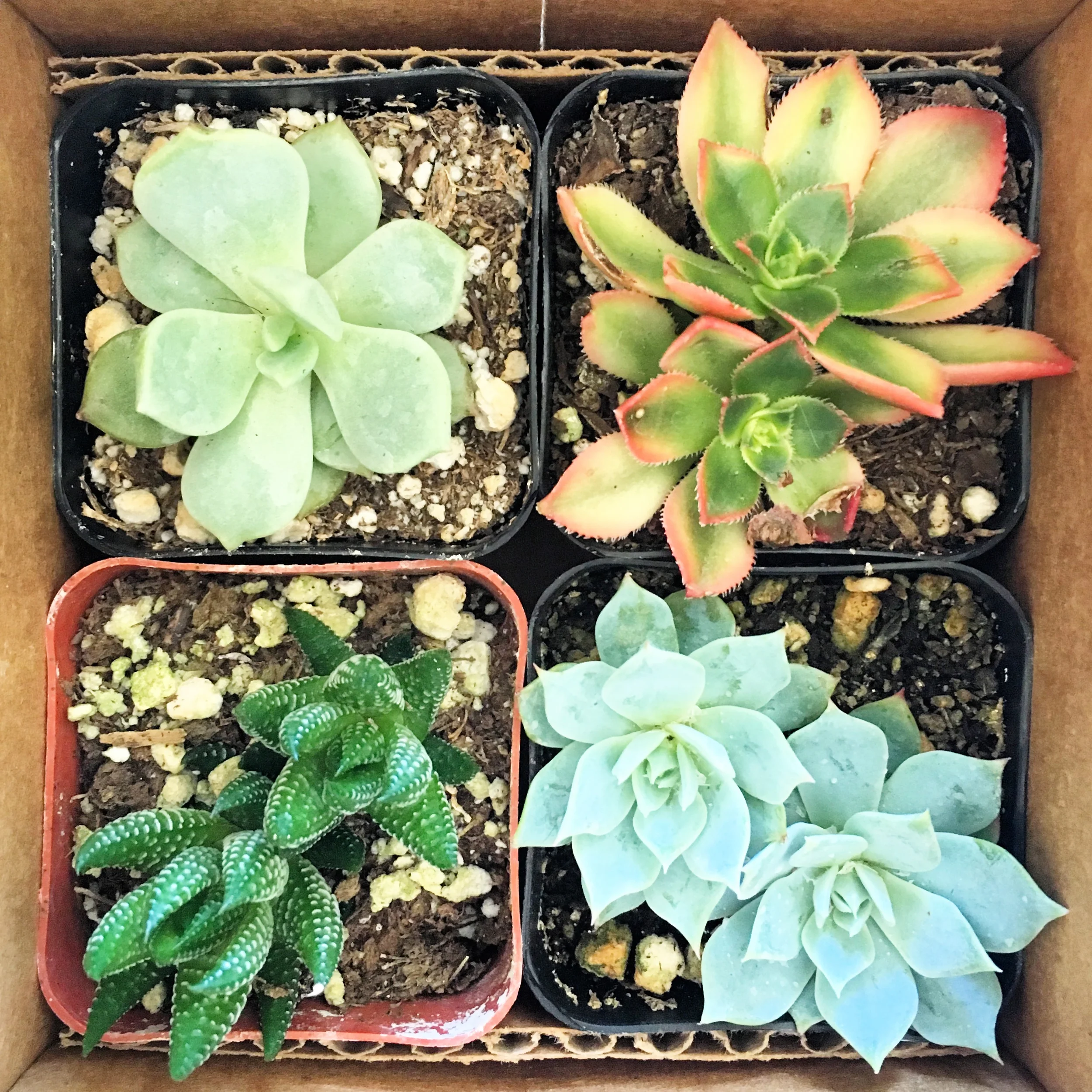 la-flower-market-succulents.jpg