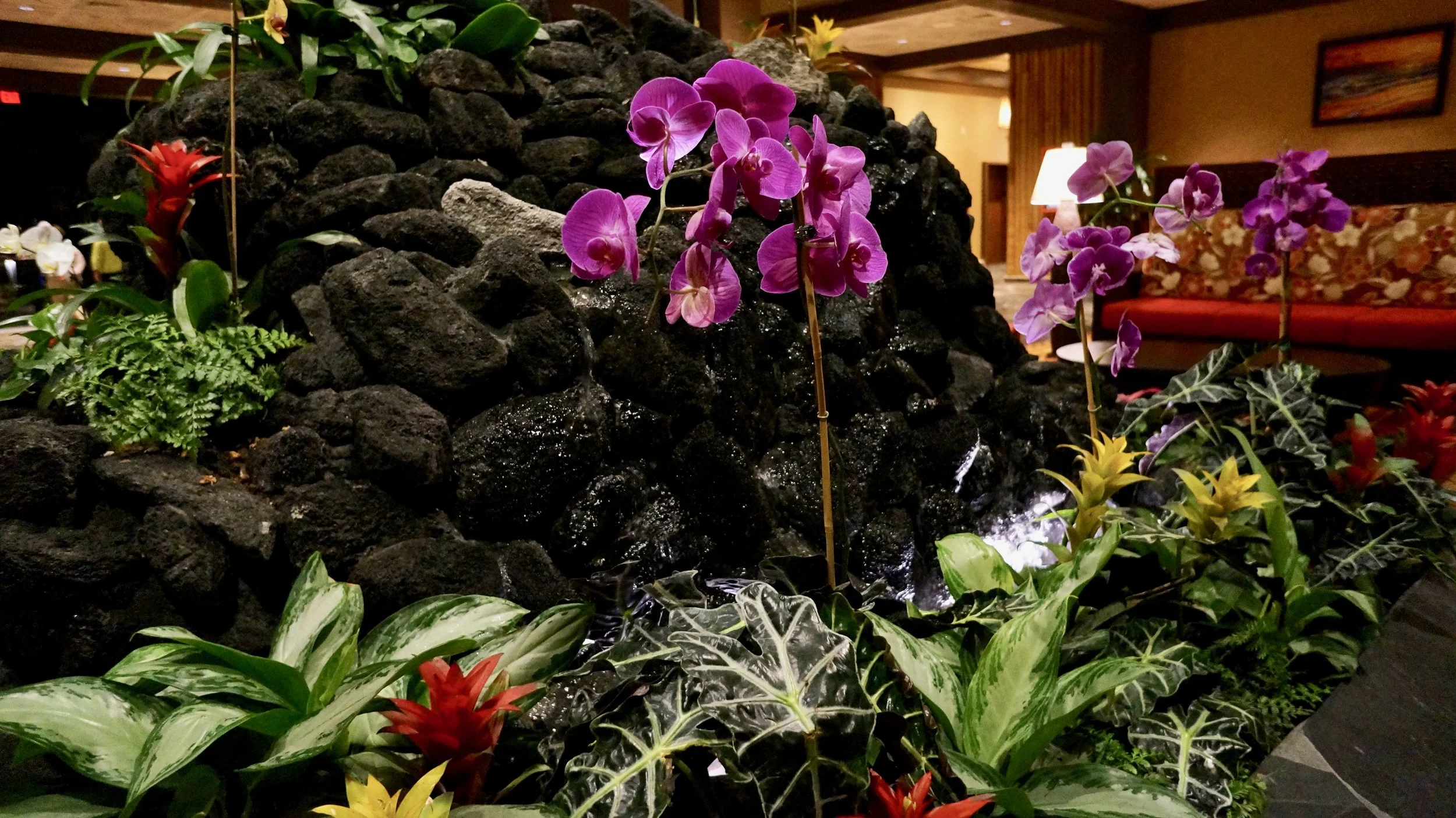 polynesian-fountain-orchids.jpg