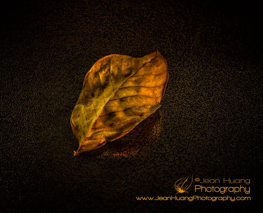 A View of a Leaf in its "Golden Years" - Los Angeles Fine Art Photographer