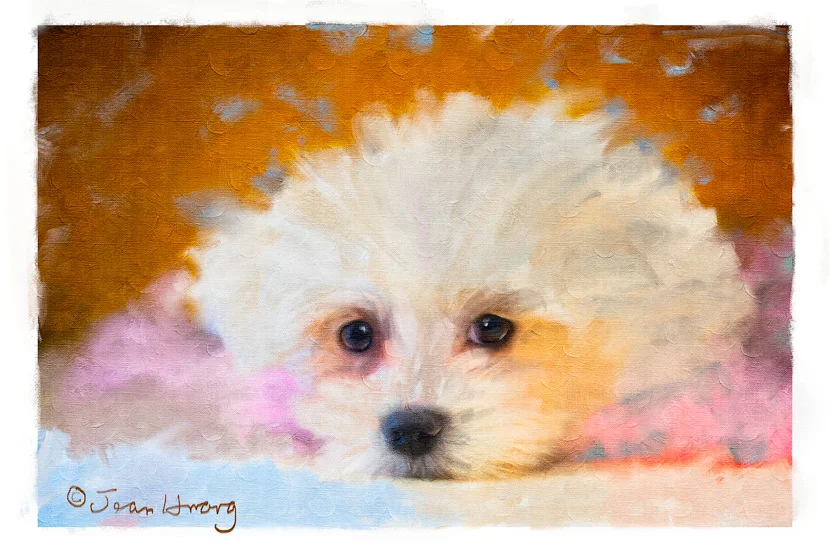 Continue on the Painting Frenzy, This Time with a Pet - Los Angeles Pet Photographer