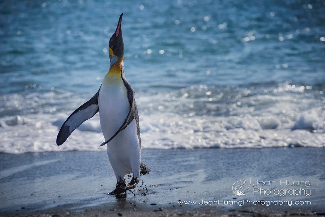 Is There Restaurants in Antarctica - Los Angeles Travel Photographer