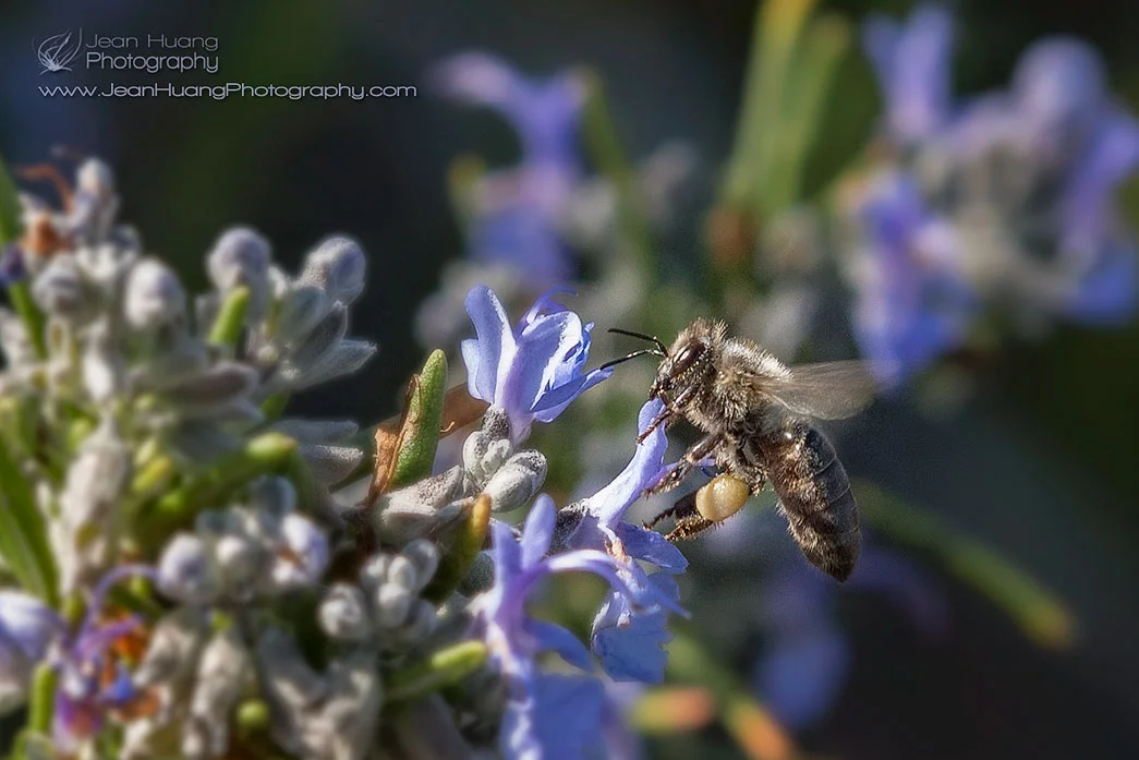 Honey-Bee-on-Rosemary-Flowers-with-Pollen-Sac-Copyright-Jean-Huang-Photography.jpg
