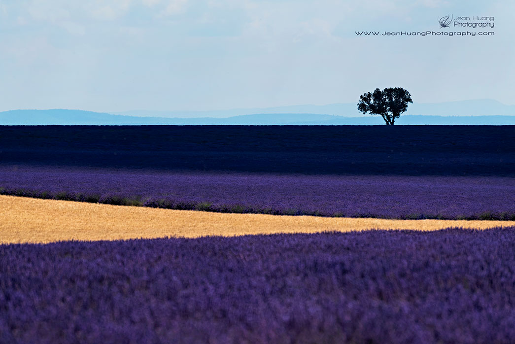 Lavender-Graphic-Design - ©Jean Huang Photography