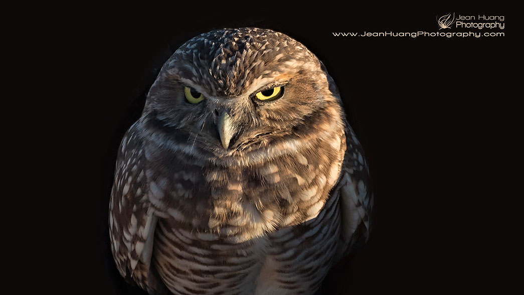 Burrowing Owl - ©Jean Huang Photography