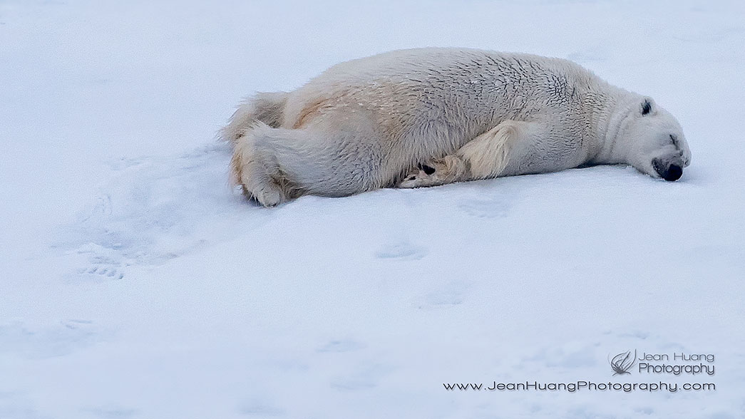 Sleepy Polar Bear -  ©Jean Huang Photography