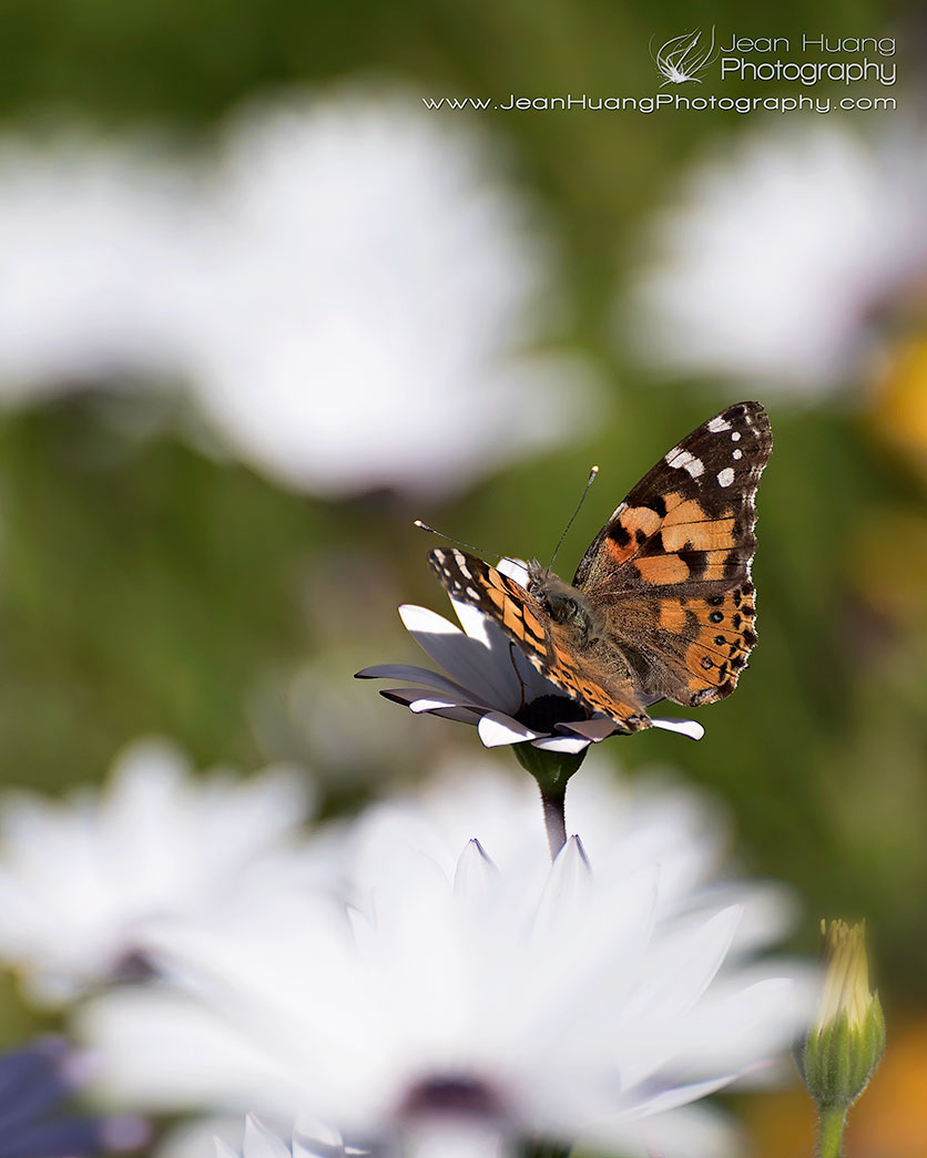 Painted Lady Butterfly - ©Jean Huang Photography