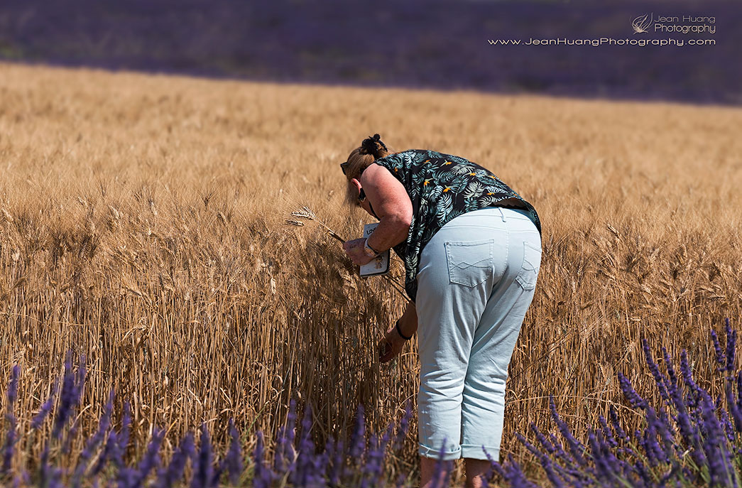 Tourist Plucking Wheat - ©Jean Huang Photography