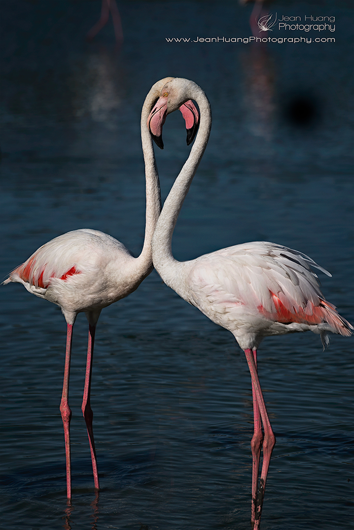 Pink Flamingo and Its "Shadow" - ©Jean Huang Photography