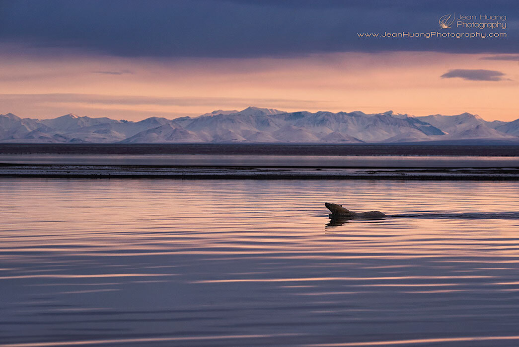 Polar Bear Swimming in Sunset Light - ©Jean Huang Photography