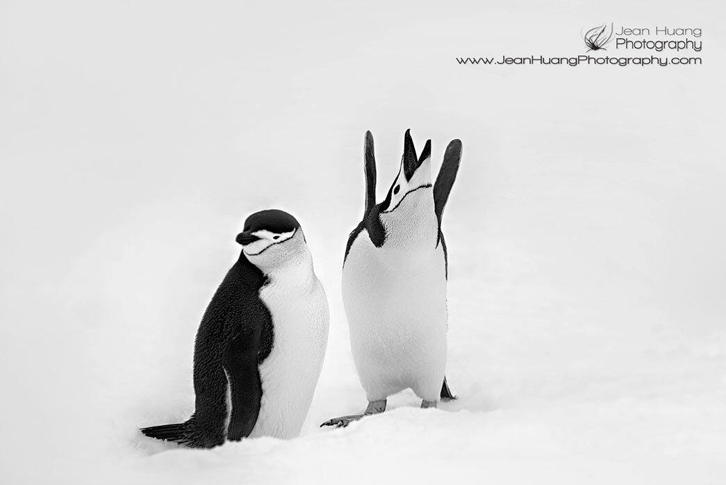 Antarctica - ©Jean Huang Photography